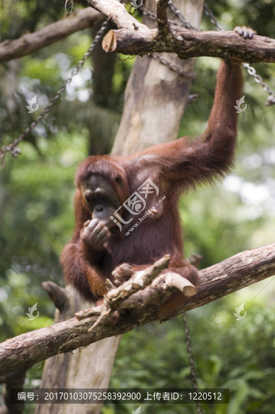 Orang,Utan,3