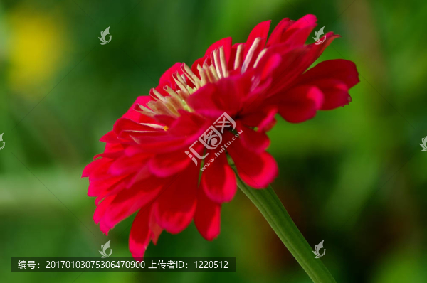 百日草