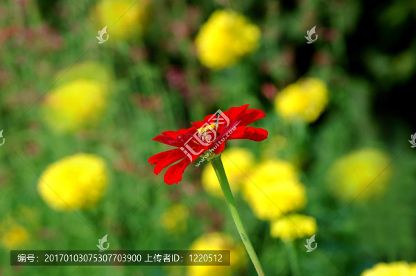 百日草