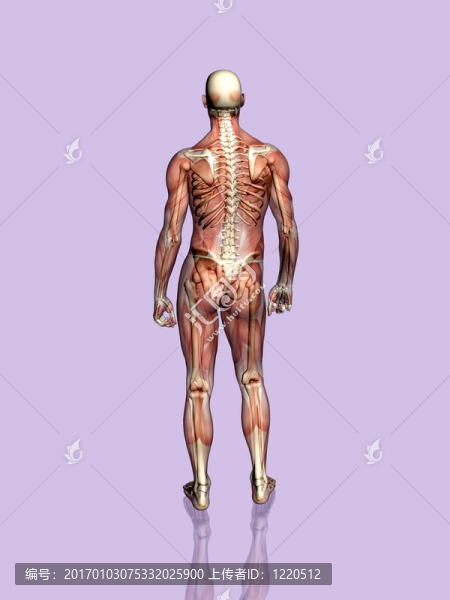 解剖一個肌肉發(fā)達(dá)的男人；透明的骨架。