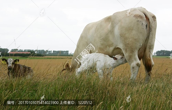 母牛和小牛
