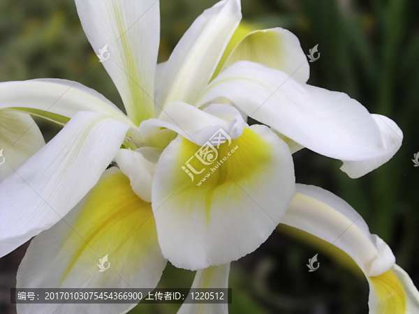 蘭花
