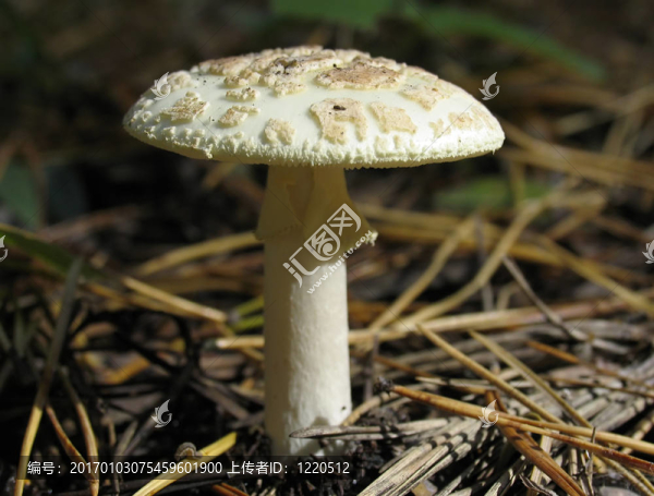 鵝膏菌
