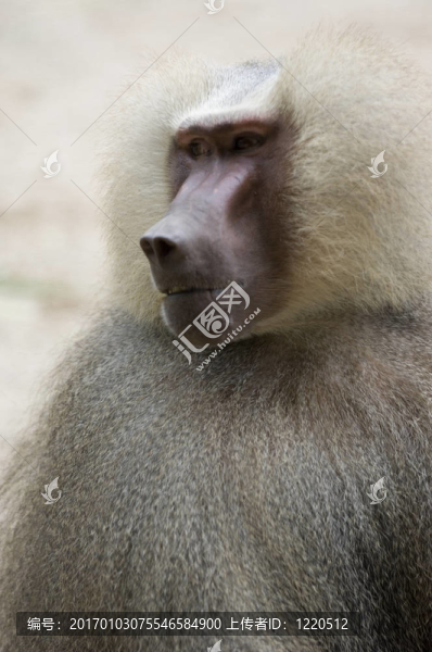 狒狒2