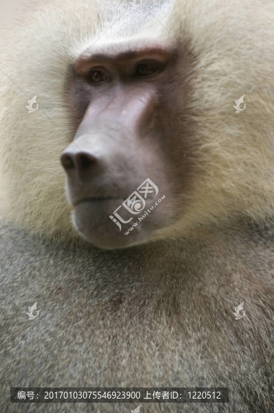 狒狒3