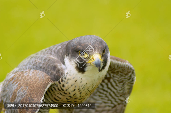獵鷹2號(hào)