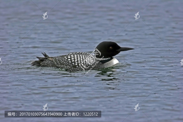 在交配ploomage成年潛鳥(niǎo)簡(jiǎn)介