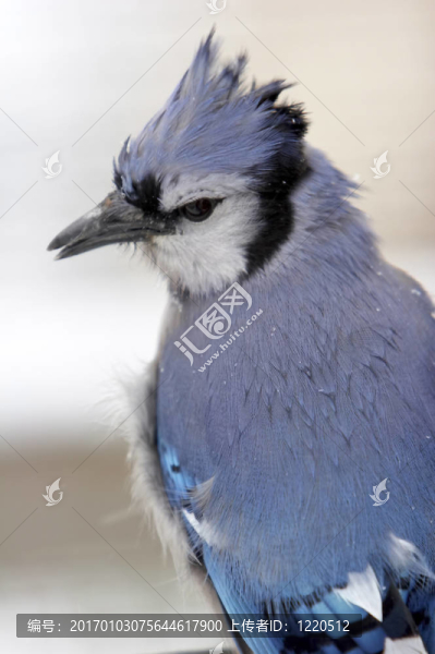 一個(gè)藍(lán)鳥的特寫