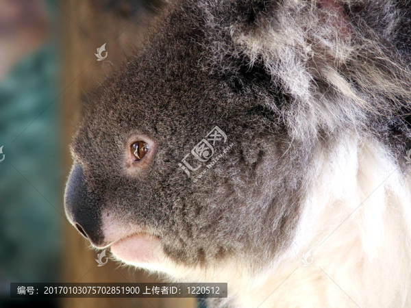 動物-,Koala