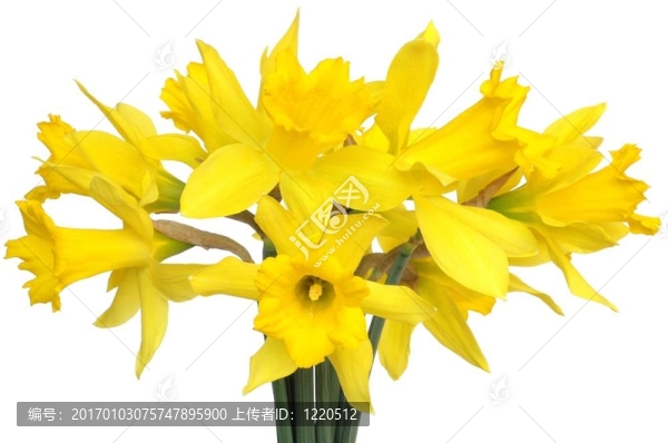 水仙花