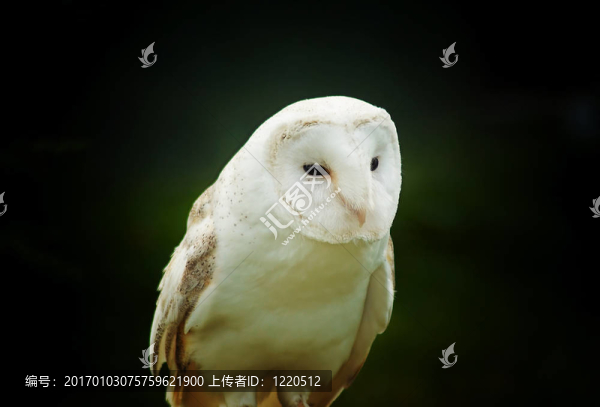 谷倉貓頭鷹