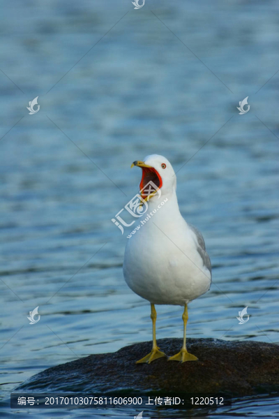 squaking海鷗
