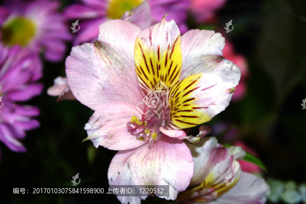 百合花和雛菊