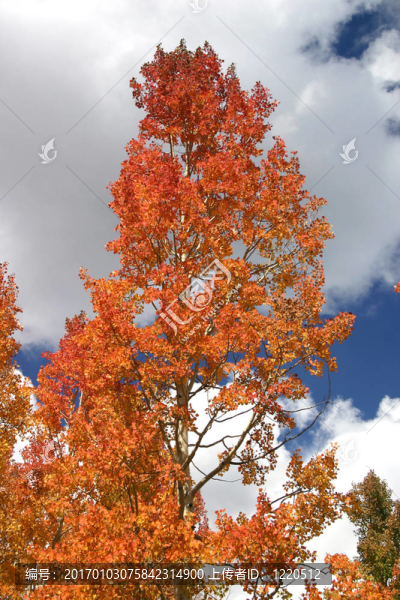 紅楊