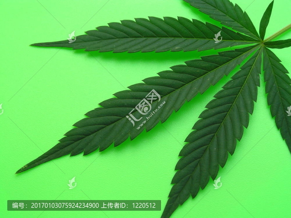 大麻葉