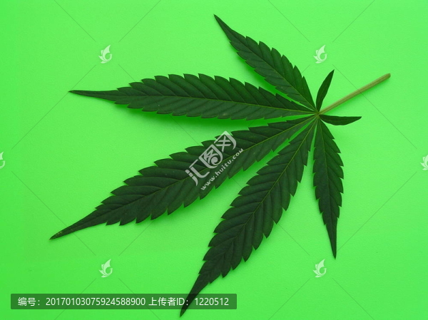 大麻葉