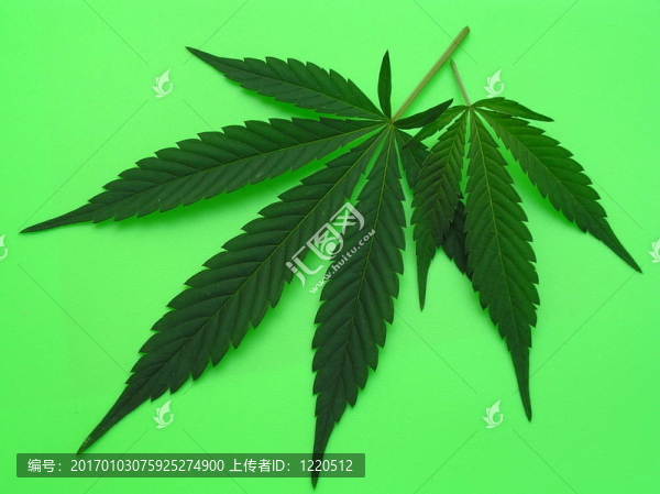 兩種大麻的葉子