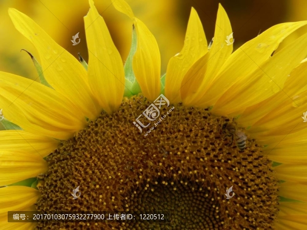 向日葵和蜜蜂2