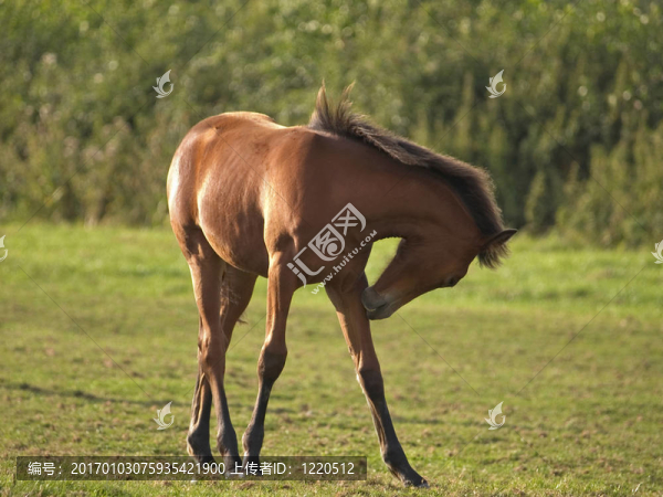 小馬駒