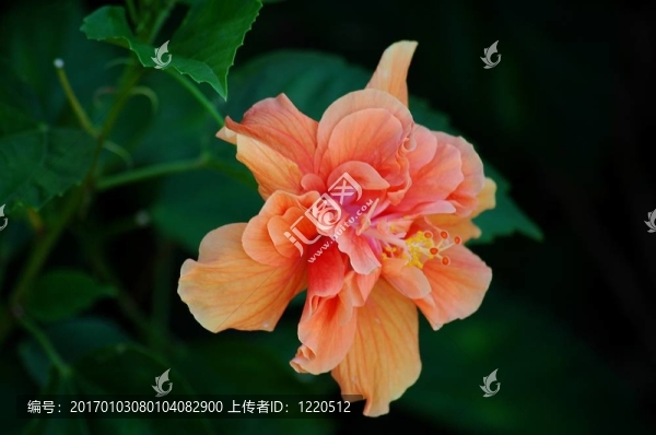 桃花芙蓉