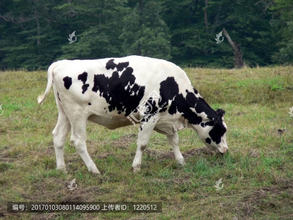 牛