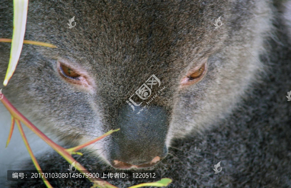 動物-,Koala