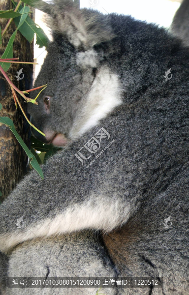 動(dòng)物-,Koala