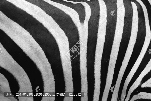 斑馬隱藏