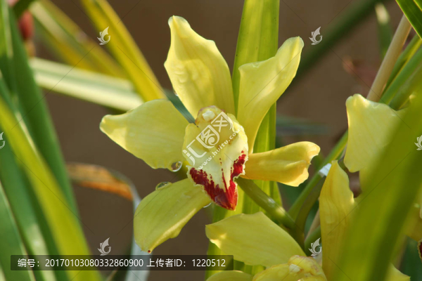 蘭花黃
