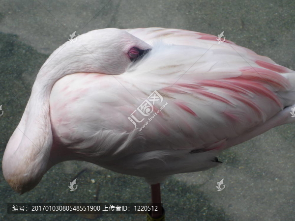 火烈鳥在休息