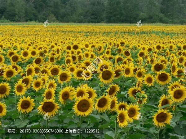 向日葵田1