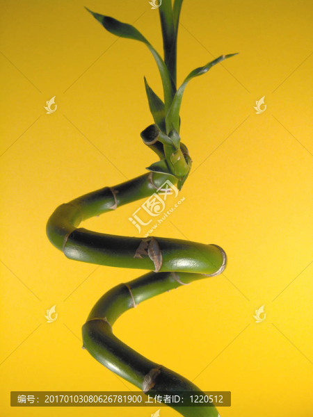 竹