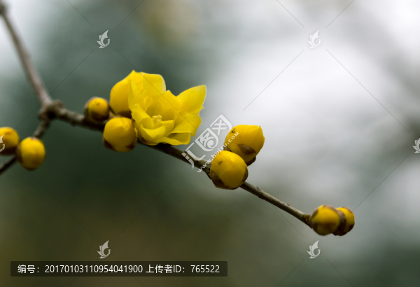 臘梅