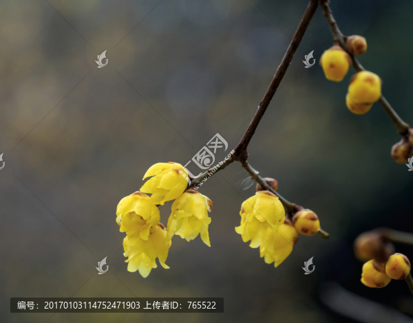 臘梅