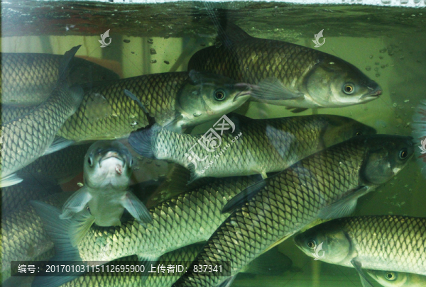魚缸里的魚