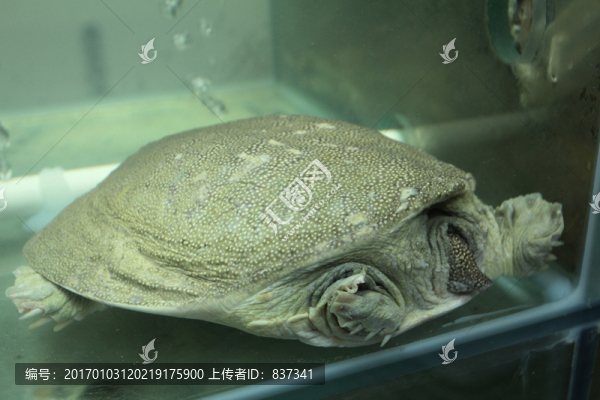 鱉
