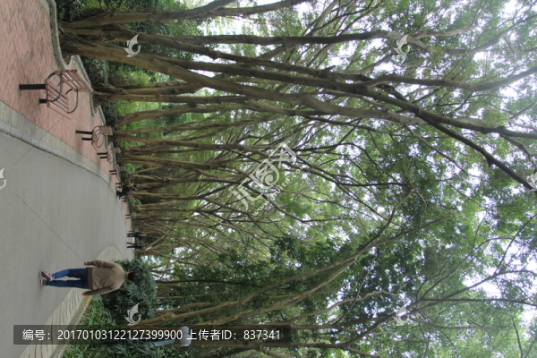 公園景觀