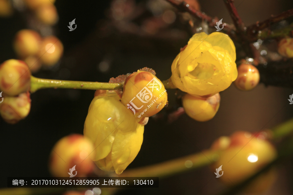 臘梅花