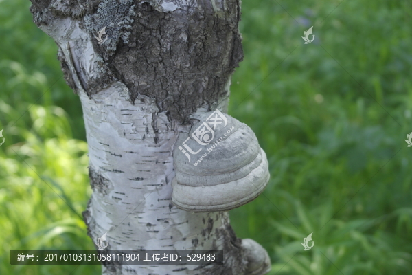 白樺樹(shù)