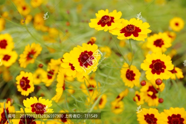 波斯菊