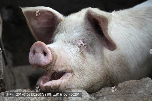 家豬,飼養(yǎng)