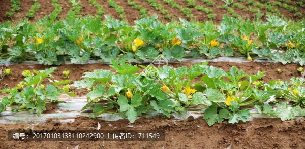 蔬菜地,生瓜