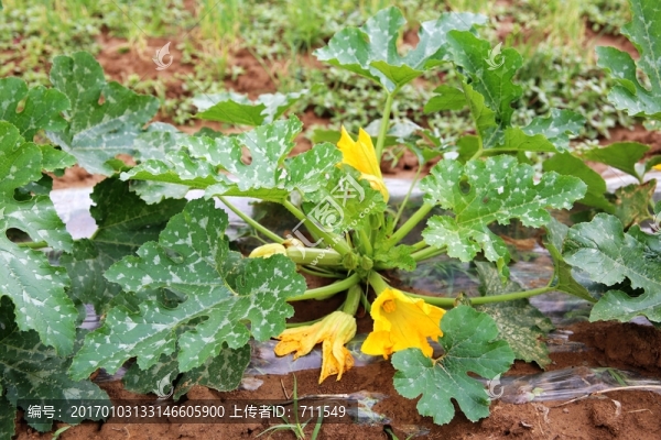 生瓜,蔬菜地