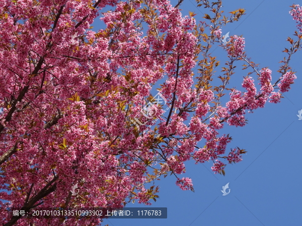 冬櫻花
