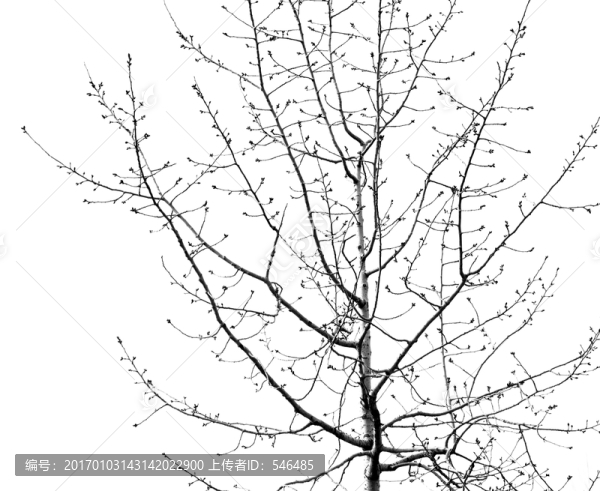 樹枝剪影