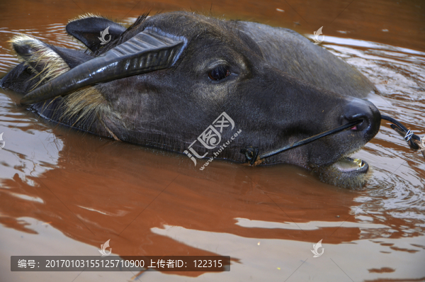 牛頭