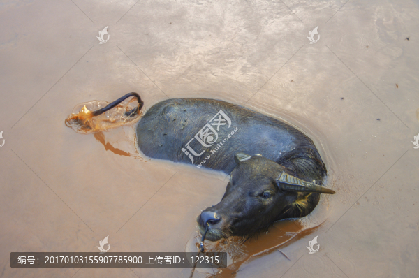 牛