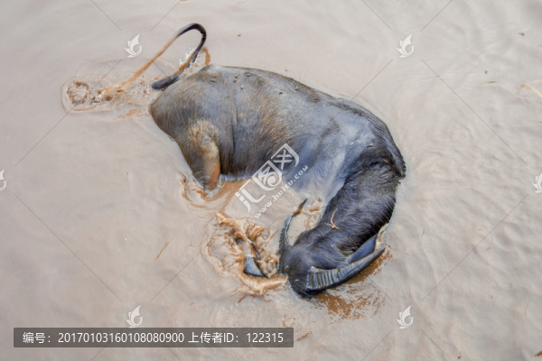 牛