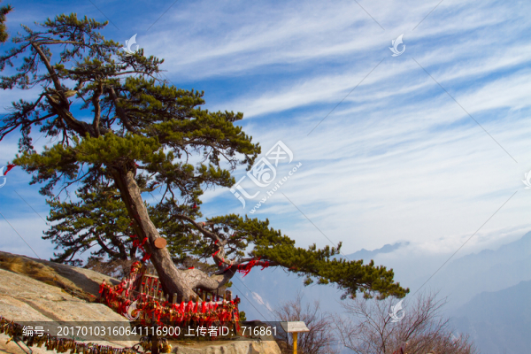 華山松