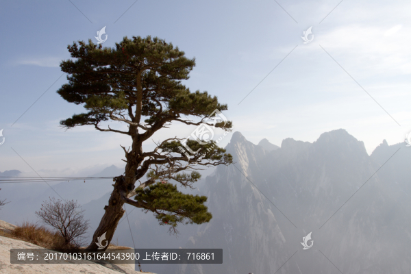華山松,華山東峰